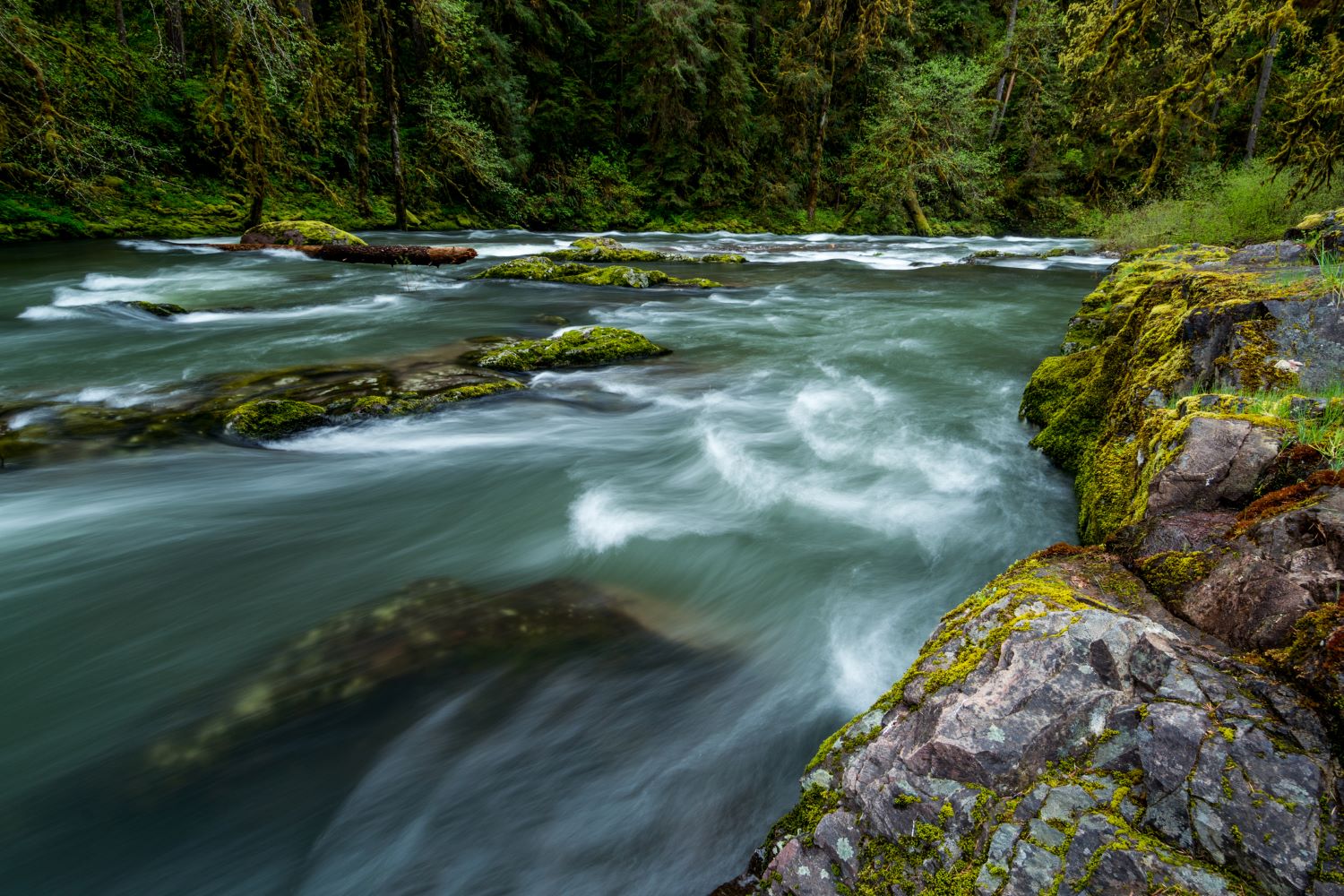 What You Need to Know About Willamette River Fishing - Youngberg Hill